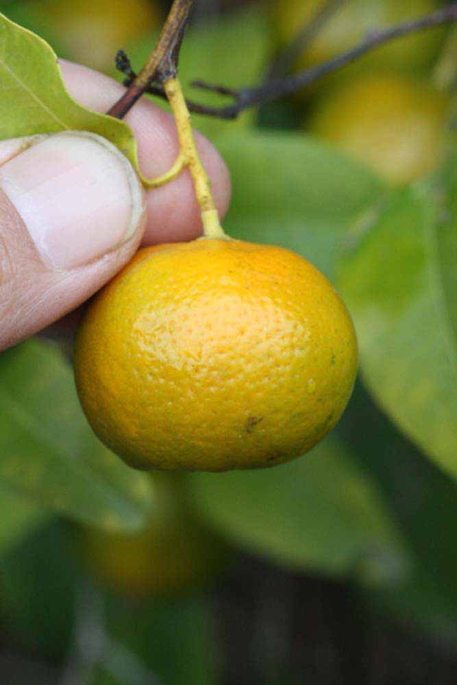            Fruit (Winter Haven, FL)   